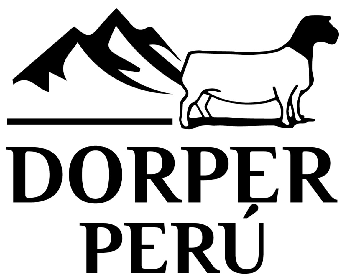 Dorper Perú